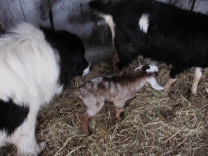 This one has ears! - Goats