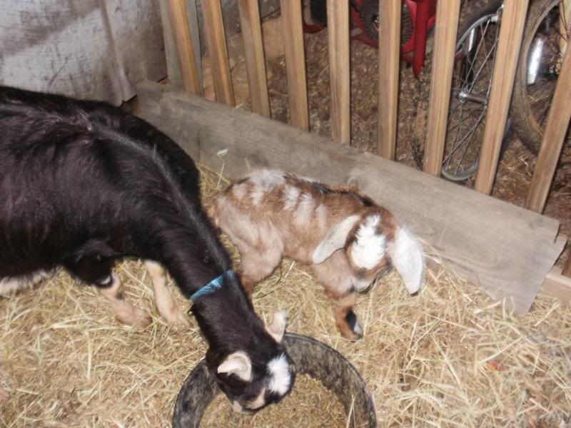 This one has ears! - Goats