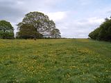 th_English-Countryside-field.jpg