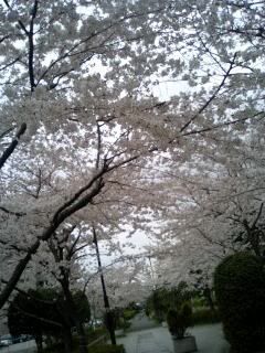 Winter Sakura