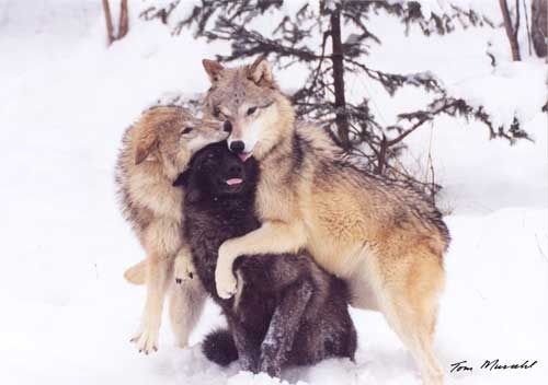 lobo_hug_PWF-29_500.jpg