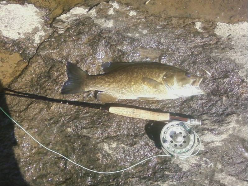 Smallmouth/Bucketmouth Fly Rod Suggestions  The North American Fly Fishing  Forum - sponsored by Thomas Turner