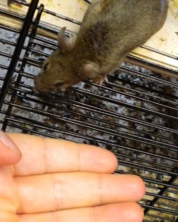 Agouti.jpg