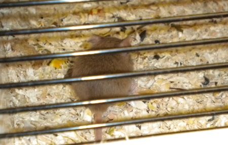 HellbrauneKleineMaus.jpg