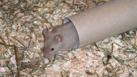 guckguck.jpg