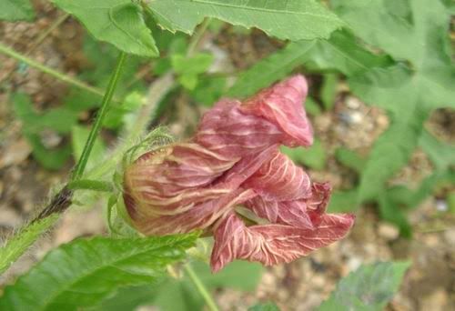 Image hosted by Photobucket.com