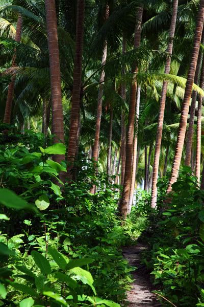 IMG_0265_Kebun_Kelapa.jpg