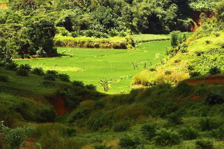 Kebun-dan-Sawah-2.jpg