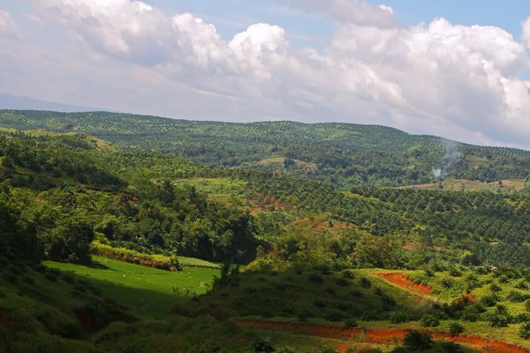 Kebun-dan-Sawah-3A.jpg