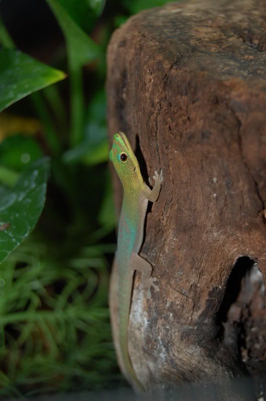 DSC_0233.jpg