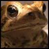 Frog Face