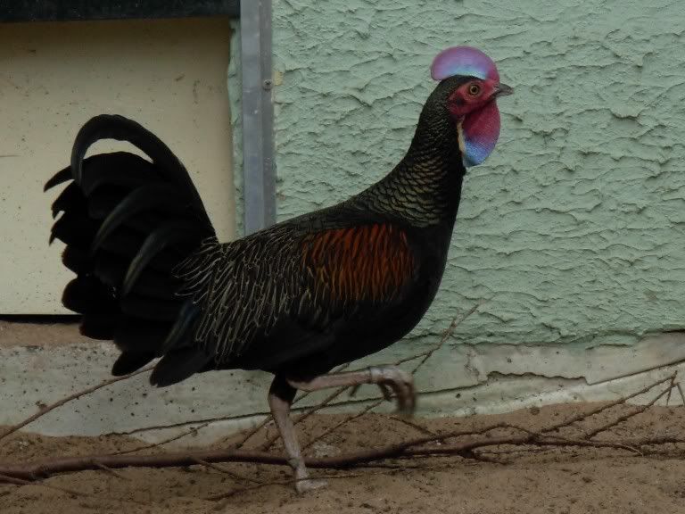 chicken peacock hybrid