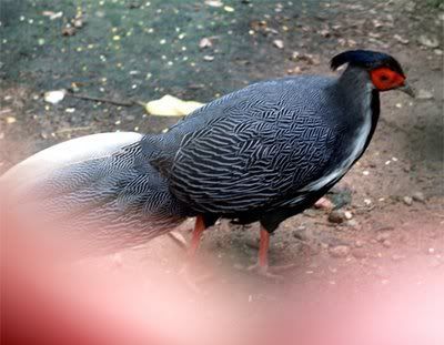 Lewis Silver Pheasant