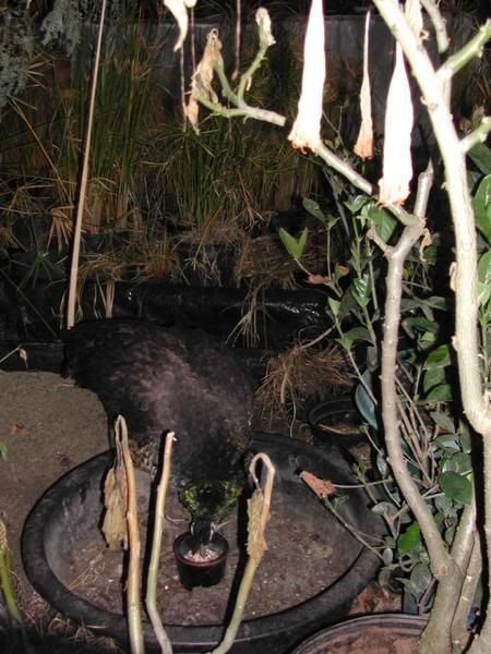 http://i9.photobucket.com/albums/a83/PiAmoun/Resolutions/ForagingTablewithsandpitfeeder.jpg
