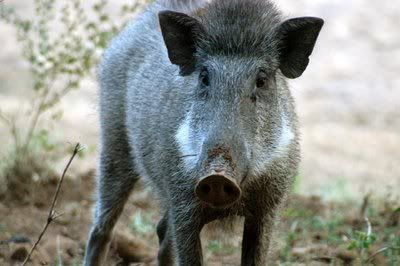 sulawesi warty pig