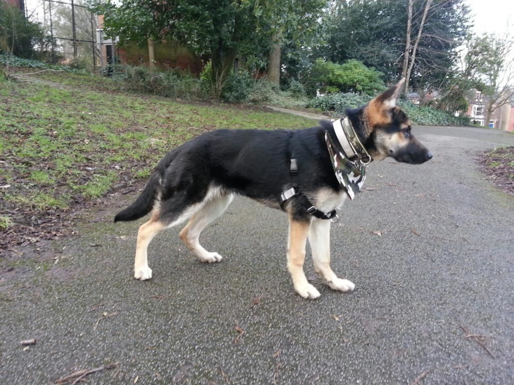 Blanket or saddle?? German Shepherd Dog Forums