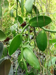 Vanillaplanifolia