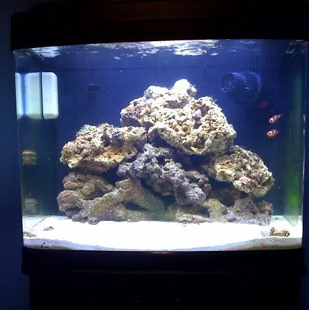 18 Gallon Caribbean Corallimorph and Ricordea tank (pic heavy) - Reef  Central Online Community