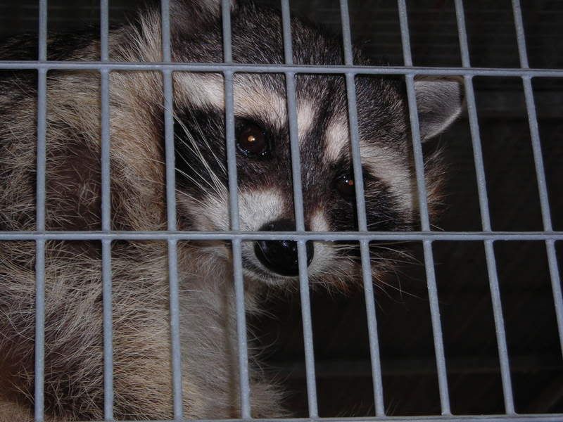DSCN1086.jpg Friday The Raccoon image by ladyybugg182