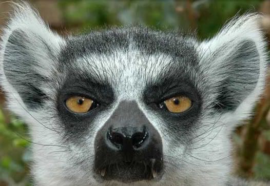 ringtail-lemur-face-bg.jpg
