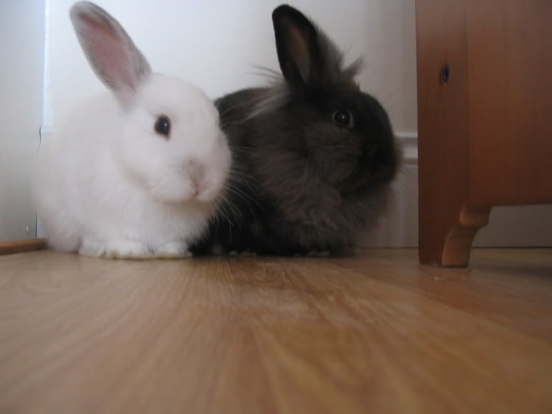 bunnies021.jpg