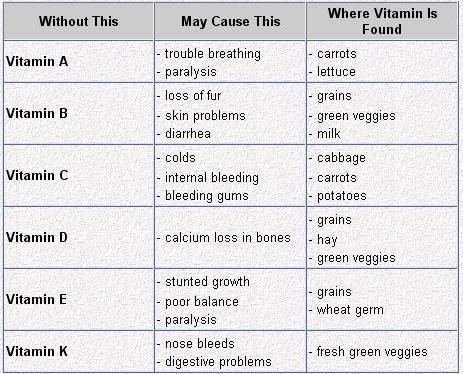 guinea pig diet