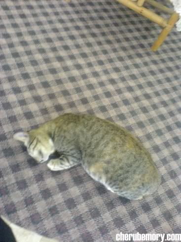 Cat in Teacher's Room