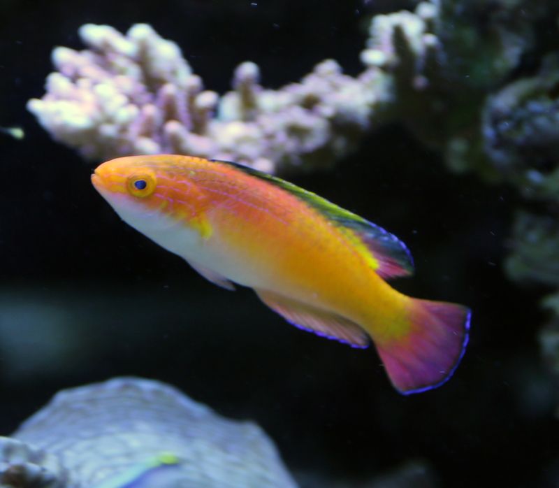 nahacky's fish store