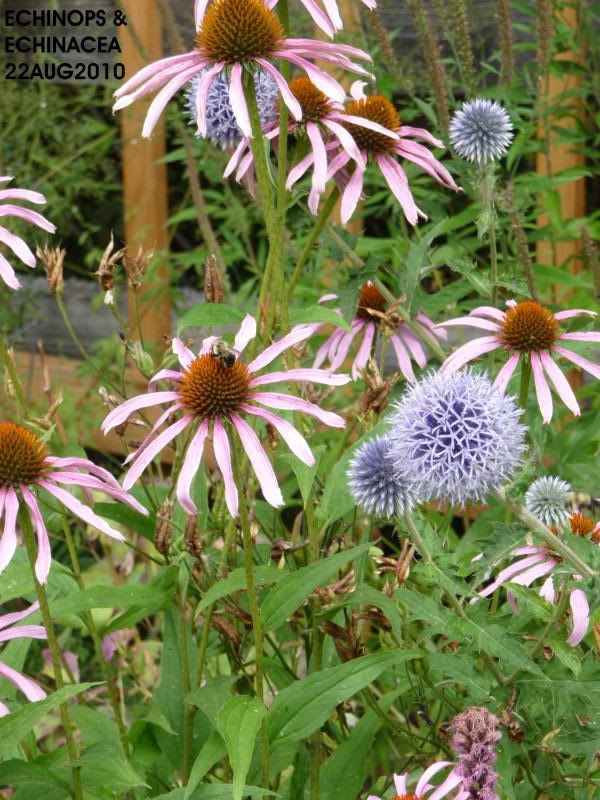 ECHINOPS & ECHINACEA 2010