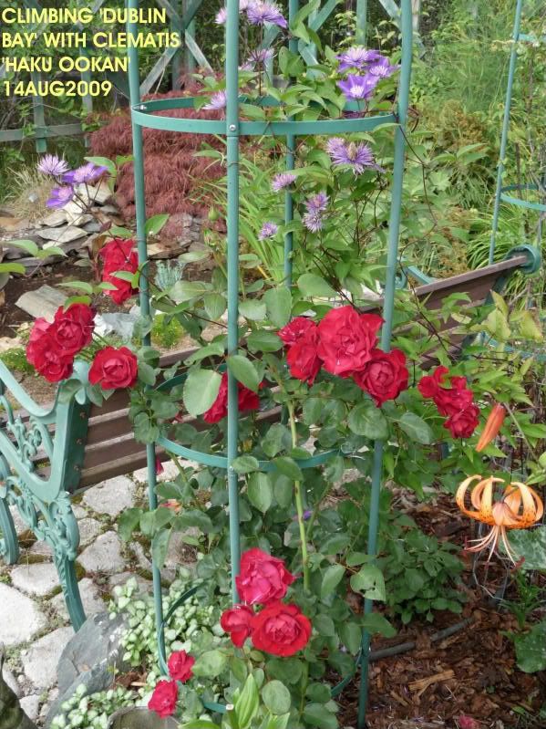 CLIMBING 'DUBLIN BAY' 2009