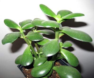 jade-plant.jpg