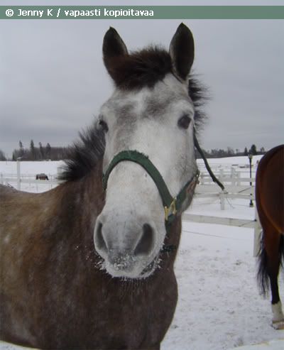 http://i9.photobucket.com/albums/a91/JennyKn/vconnemara/c5.jpg