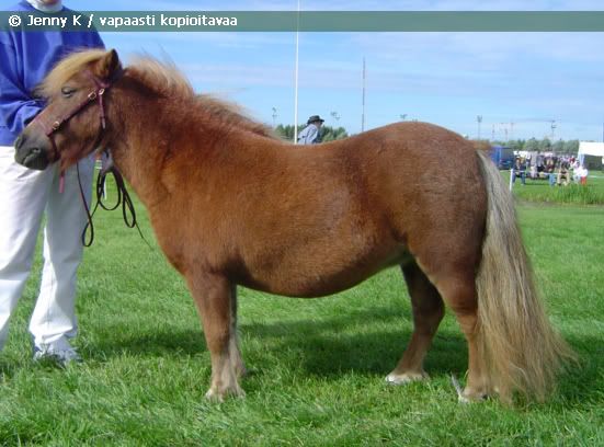 http://i9.photobucket.com/albums/a91/JennyKn/vshetlanninponi/p1.jpg