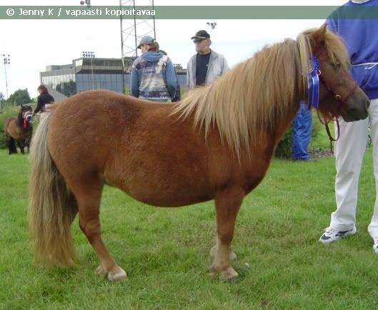 http://i9.photobucket.com/albums/a91/JennyKn/vshetlanninponi/p33.jpg