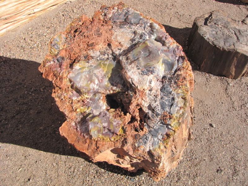 colors in petrified wood