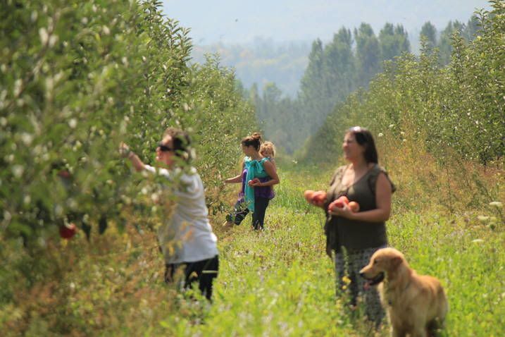 Beautiful Fruit Orchard