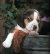 beagle-dogs-08.jpg