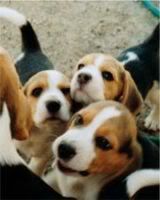 beagle_puppies.jpg