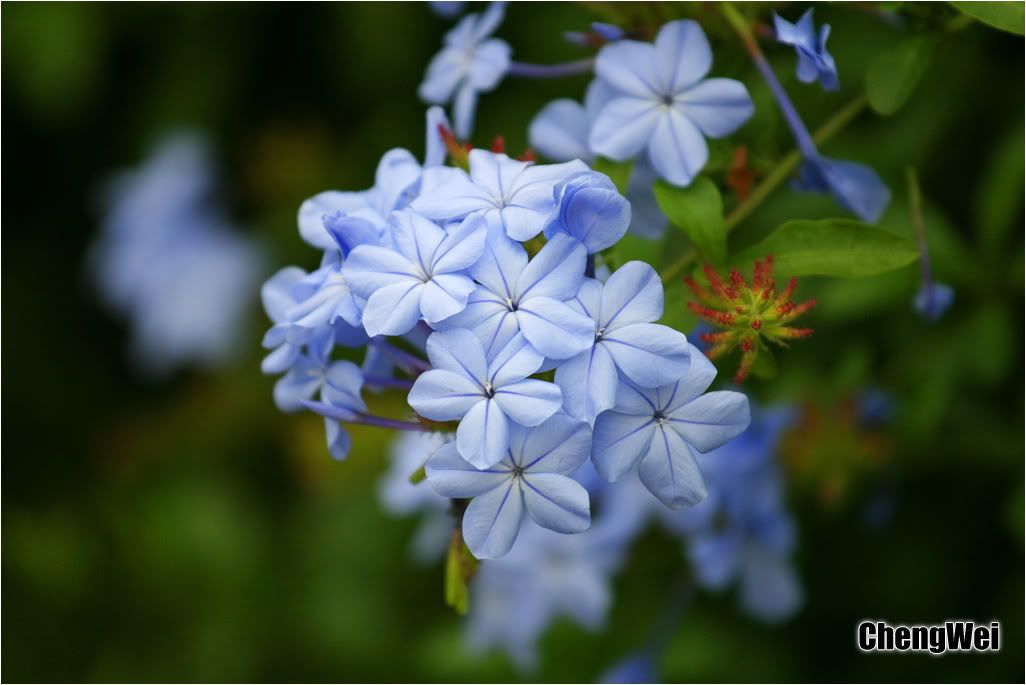 路邊野花