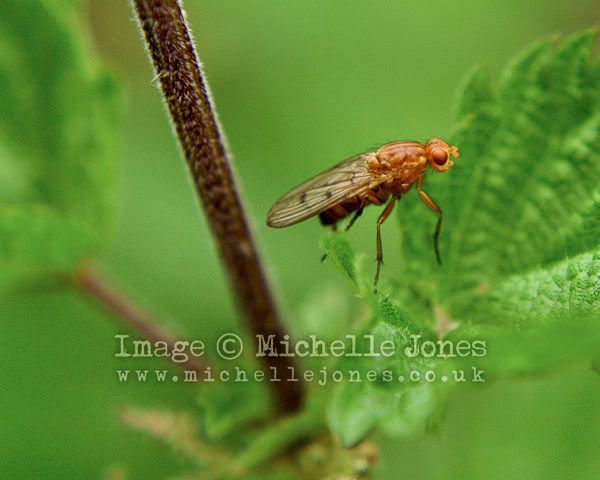 MacroInsects_72.jpg