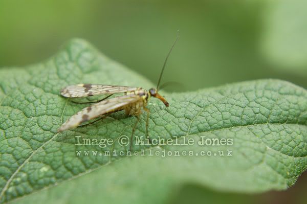 MacroInsects_78.jpg