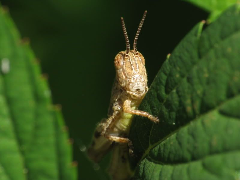 IMAGE: http://i9.photobucket.com/albums/a93/GAJoe/IMG_7196.jpg