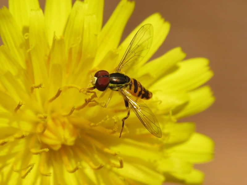 IMAGE: http://i9.photobucket.com/albums/a93/GAJoe/IMG_7216.jpg