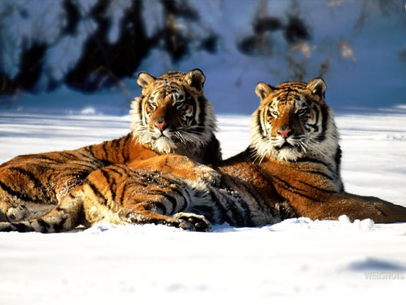 snow wallpaper. tiger in snow Wallpaper