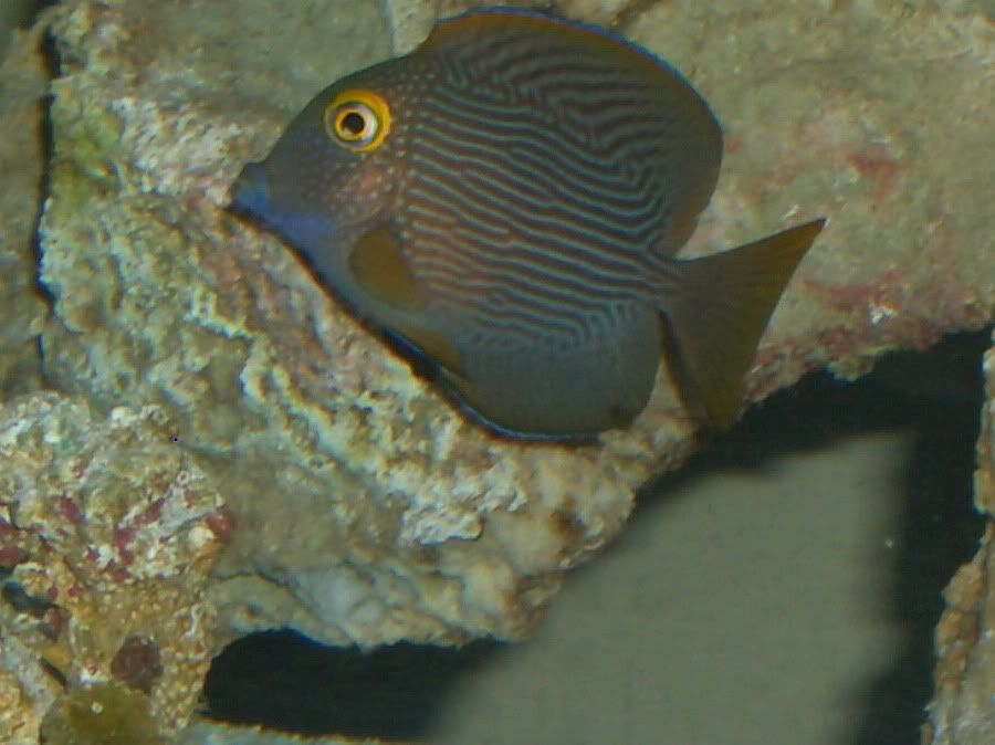 CIMG0414 - I WANT PICS OF YOUR FAVORITE FISH!