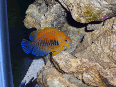 Potters Angle - I WANT PICS OF YOUR FAVORITE FISH!