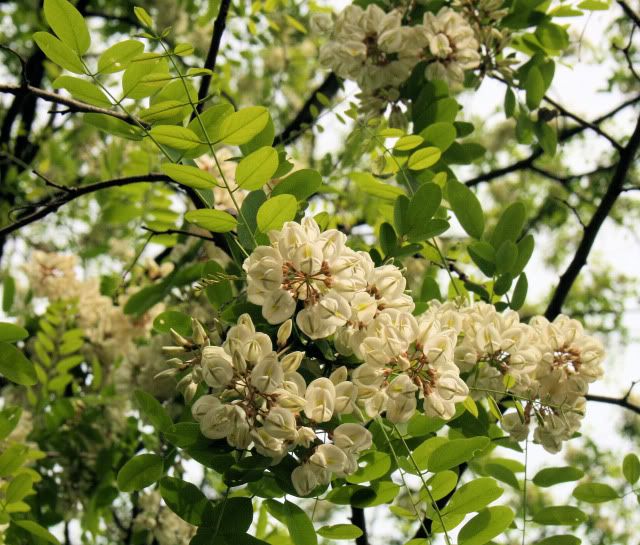 IMAGE: http://i9.photobucket.com/albums/a94/HHClayFan/My%20photos/IMG_2103.jpg