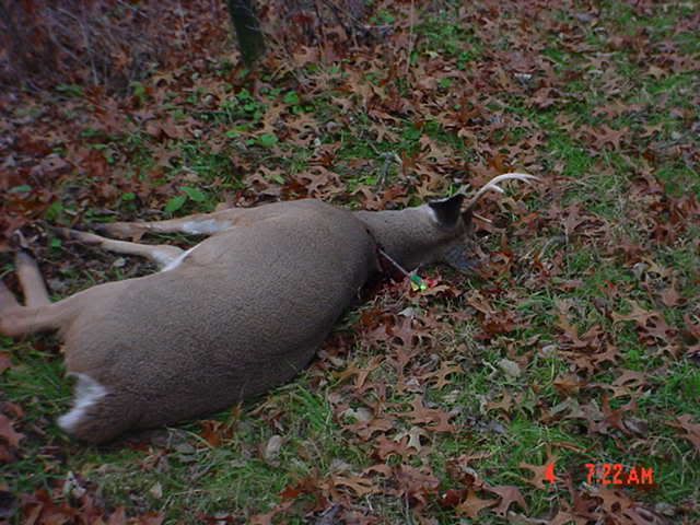 2006deerpics006.jpg