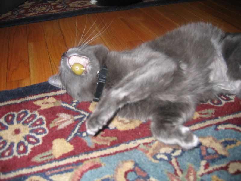 re: Post Photos of Your Pets...in Honor of Stoli!