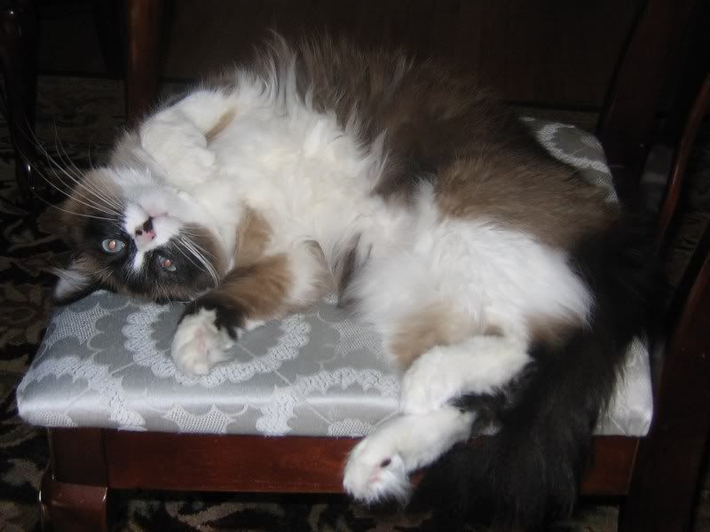 re: Post Photos of Your Pets...in Honor of Stoli!
